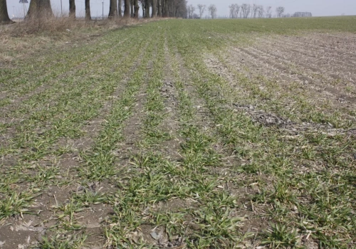 Pleśń śniegowa na zbożach, to nie tylko jeden zabieg! Pogotowie polowe