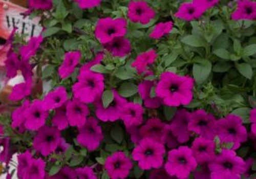 Kwitną znacznie dłużej niż bratki. Ostatnia chwila na wysiew