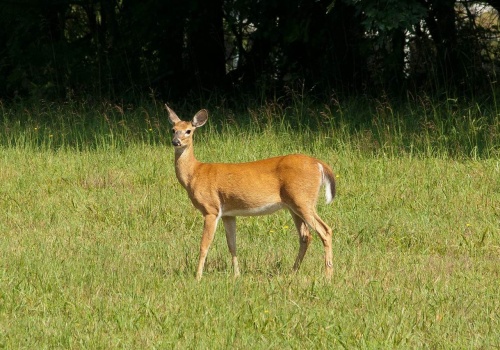 Potrąciła sarnę w drodze do pracy. To, co zrobiła potem, zaskoczyło nawet policję