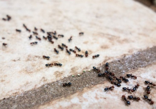 W kuchni masz coś, czego mrówki nie znoszą. Przyda się w ogrodzie