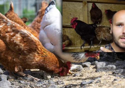 Sprawdził, czy opłaca się hodować własne kury. Policzył, ile kosztuje jajko