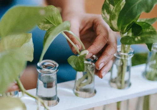 Zrób to z epipremnum w marcu. Roślina wypuści nowe pędy i zagęści się jak nigdy