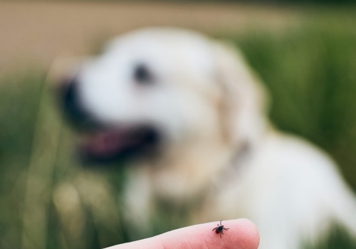 Które zwierzęta zjadają kleszcze? Zdziwisz się