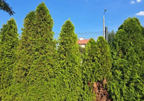 Tuje przestają być numerem jeden w ogrodach. Te rośliny dają piękny żywopłot