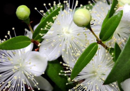 Nie możesz zasnąć lub budzisz się w nocy? Postaw w sypialni tę roślinę