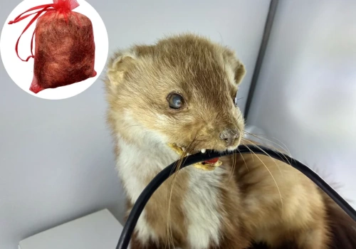 Położyli mały woreczek na poddaszu. „Kuny zniknęły w kilka dni”