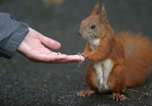 Jeśli ruda wiewiórka przejdzie przez twój ogród, oznacza to, że coś się stało w okolicy. O co chodzi?