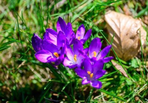 Pogoda na weekend | Bardzo wiosennie, ale z przelotnymi opadami deszczu