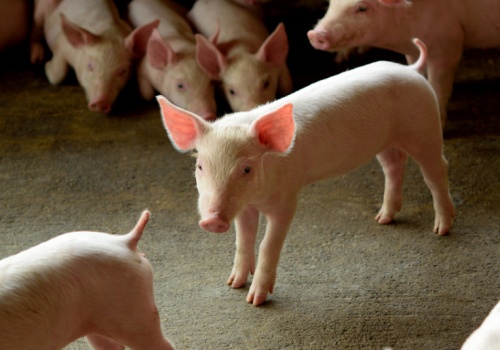 Ceny warchlaków konsekwentnie w górę. Po ile zwierzęta do tuczu?