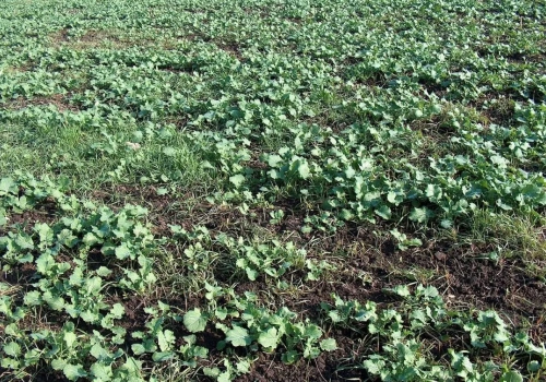 Przesiewanie rzepaku ozimego. Jak nawozić rzepak jary, żeby nie stracić plonu?