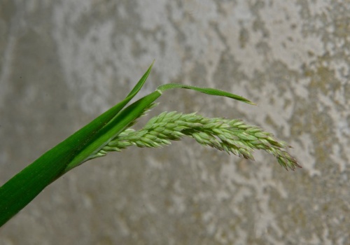 Najlepszy sposób na powstrzymanie chwastów zanim się pojawią. Kluczowy jest moment
