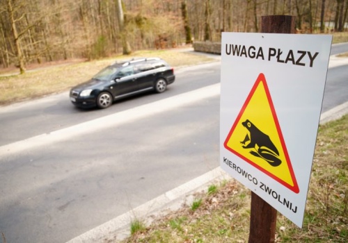 Na ratunek płazom w Łagiewnikach. Powstały specjalne zapory