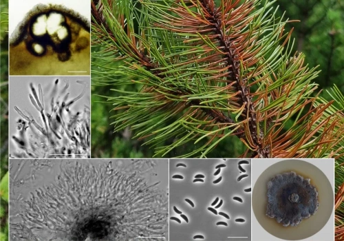 Polscy naukowcy odkryli nowy gatunek grzyba. „Poszerza wiedzę o różnorodności taksonomicznej”