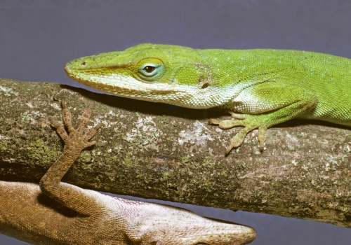 Pełny matriarchat. Z samicami nie ma dyskusji. Tak zdecydowała natura