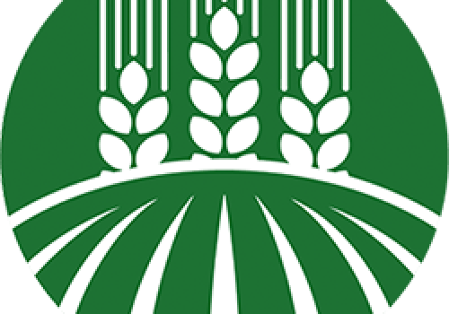 Oziminy przezimowały dobrze. BASF pokazał strategię ochrony na start sezonu