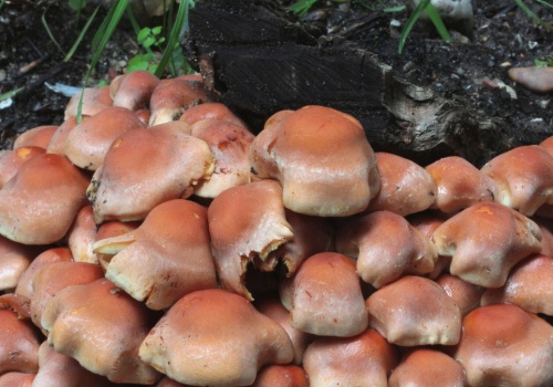 Lecznicze właściwości magicznych grzybów. Efekt utrzymuje się miesiącami