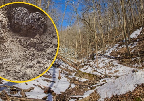 Pojawiają się w marcu w lasach. Pilny apel ekspertów. 