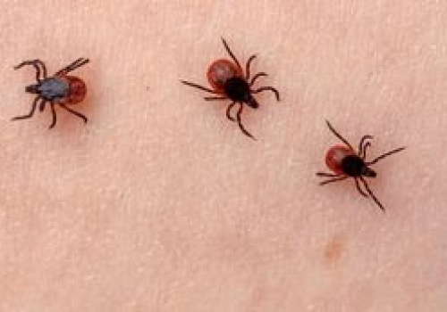 Ukąszenia kleszczy? Feromony mrówek mogą okazać się skuteczną barierą