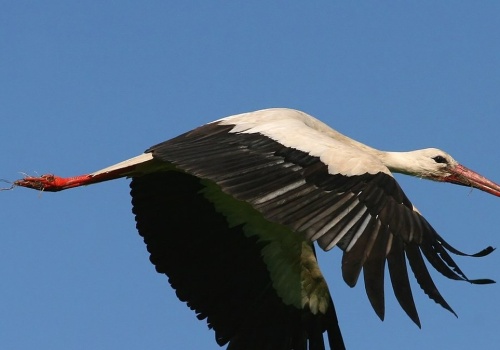 Wszyscy na to czekali. Bociany zleciały się na polski biegun zimna