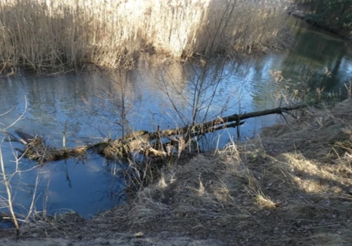 Biała Przemsza w Jaworznie, dziki odcinek rzeki i pierwsze oznaki przedwiośnia