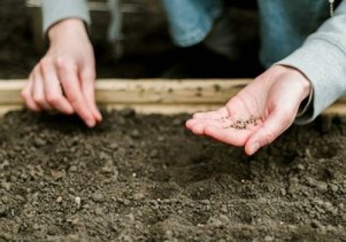 To już ostatni dzwonek. Latem zbierzesz obfite plony