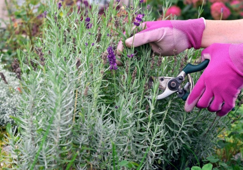 Większość osób przycina lawendę za późno. Ten termin ma kluczowe znaczenie