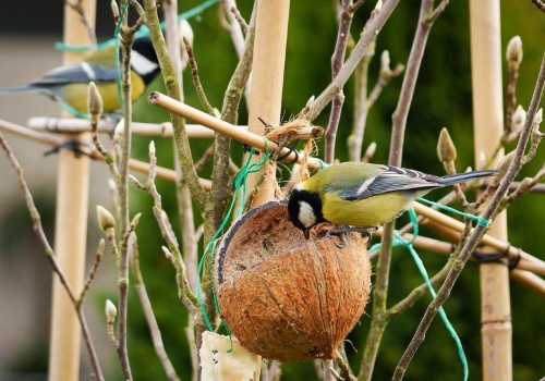 Dialekty, romanse i kłótnie. Poznaj sekrety ptasiego śpiewu