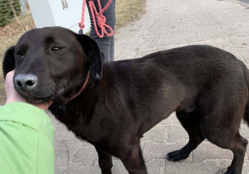 Konińskie schronisko apeluje: te psy wciąż czekają na swój dom