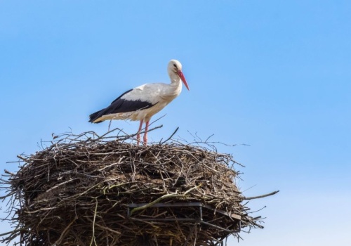 Bociany wróciły do Polski wcześniej niż zwykle. Dla nas to wyraźny sygnał