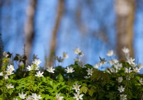 Równonoc wiosenna dawniej i dziś. Prosty rytuał miał zapewnić dostatek