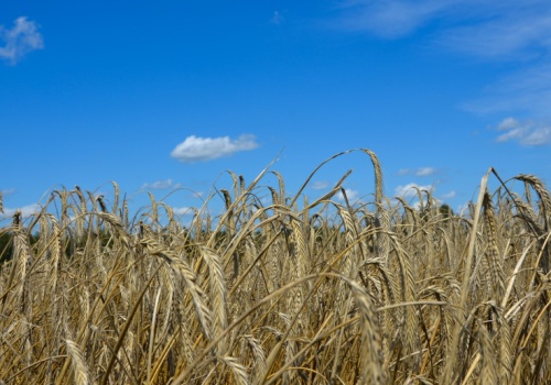 Jaki będzie rynek zbóż w 2026 roku? Prognoza eksperta