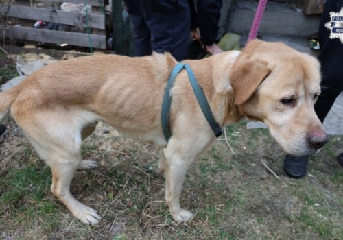 Skrajne zaniedbanie! Bezradne i wychudzone psy uratowane przed śmiercią