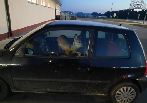 Policjanci zdziwieni. Sarna na… przednim fotelu pasażera