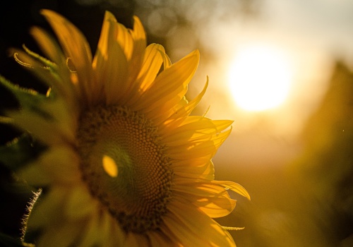 Prawdziwe światło. Refleksje na 4 Niedzielę Wielkiego Postu, Rok A