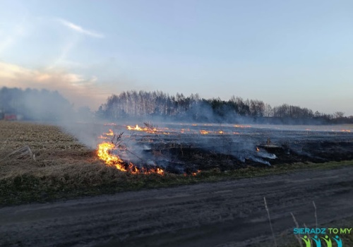 Pożar pozostałości po kukurydzy w Chojnym. W akcji trzy zastępy OSP