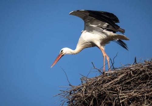Pierwsze bociany zlatują na Suwalszczyznę – polski biegun zimna