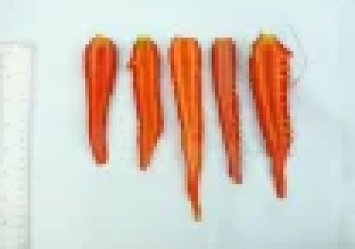 O badaniach genomu marchwi słów kilka