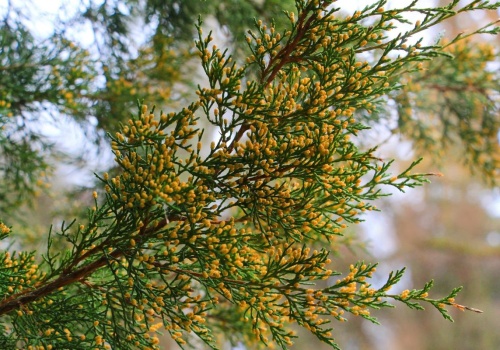 Od 1 marca do 30 września zakaz przycinania żywopłotu. Wiosenne porządki muszą poczekać