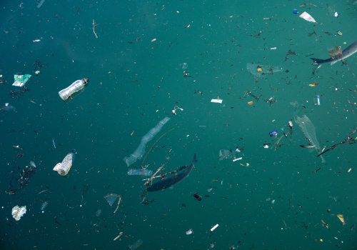 Widłonogi transportują setki cząstek mikroplastiku dziennie. Nowe badanie ujawnia skalę problemu