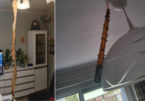 Plaga much w Piekarach Śląskich. Mieszkańcy mają dość, miasto wzywa Sanepid