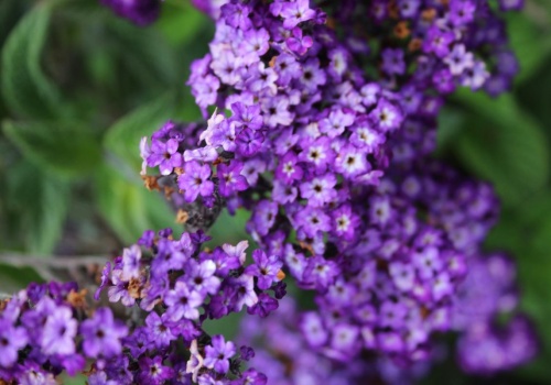 Jedna roślina sprawia, że ogród pachnie jak arabskie perfumy. Połączenie nut kwiatowych i miodowych