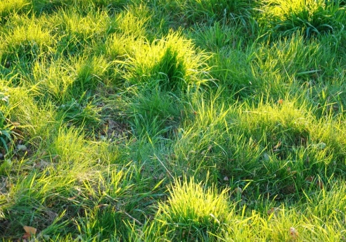 Zrób to z trawnikiem do końca marca. Mech zniknie, a trawa odzyska soczystą zieleń