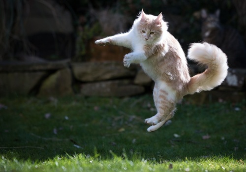 Dlaczego koty spadają na cztery łapy? Ciało skręca się jak sprężyna