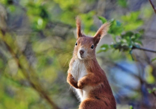 Wiewiórki bywają bardziej agresywne w parkach miejskich niż w lasach
