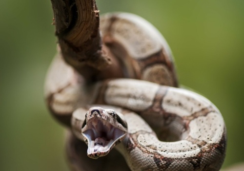 Wąż wessał się w twarz chłopca. Stan chce zaostrzyć prawo