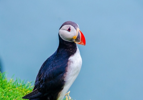 Tysiące martwych ptaków na europejskich plażach. Tak źle nie było od dekady