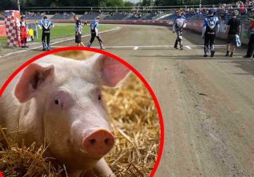 Żużel. To dopiero był bieg! Pojechali o… żywego prosiaka!