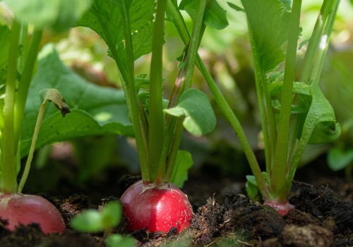 Czy działkowcy stracą dostęp do środków ochrony roślin? Inspekcja wyjaśnia