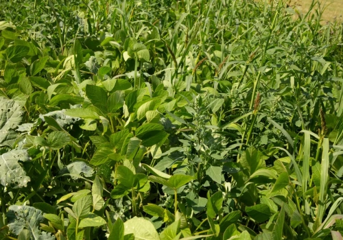 Dikamba w uprawie soi. Herbicyd do walki z trudnymi chwastami