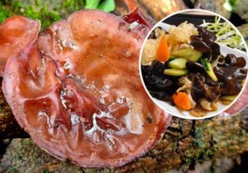 To jedne z najzdrowszych grzybów na świecie. Zrywam je z gałęzi i pni, a potem robię 